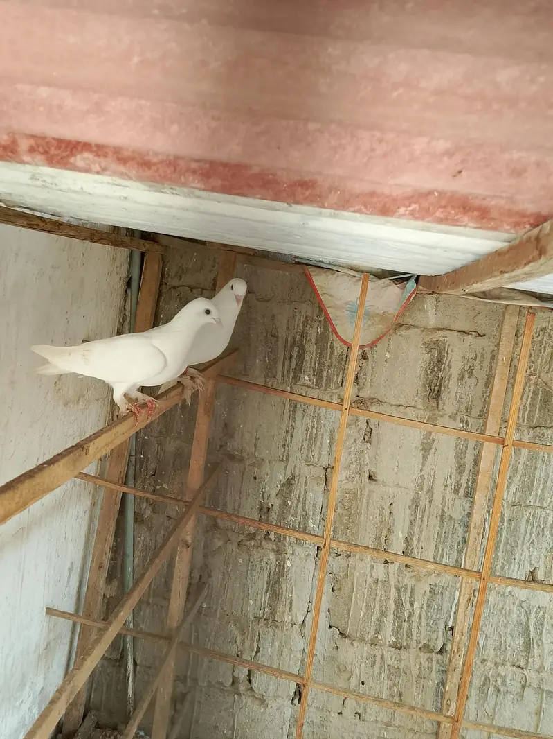 mako briding pair — photo 7