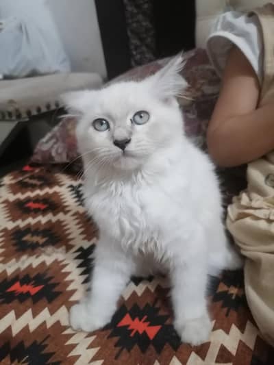 beautiful cat available
