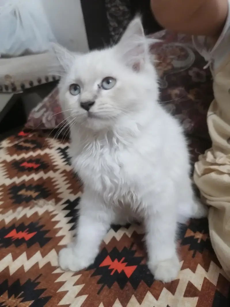 beautiful cat available — photo 2