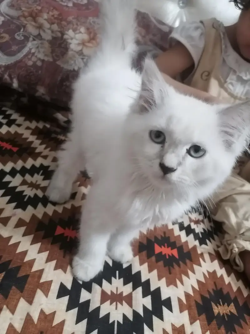 beautiful cat available — photo 3