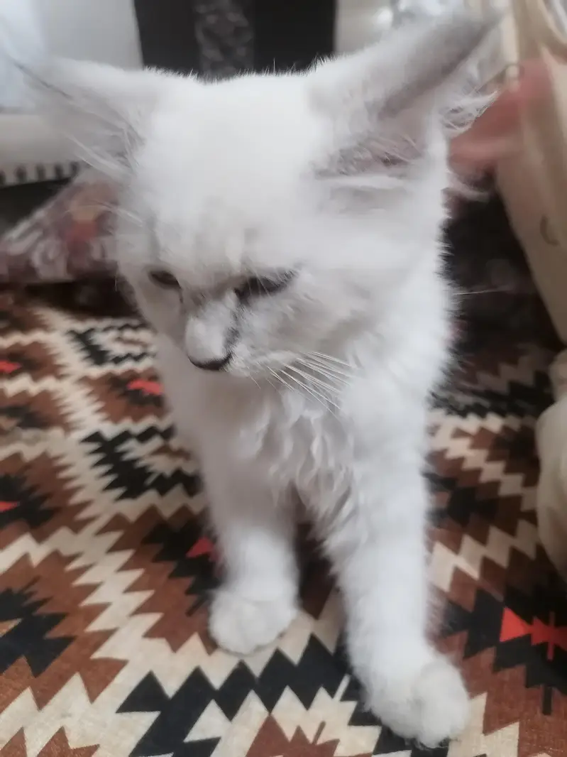beautiful cat available — photo 4