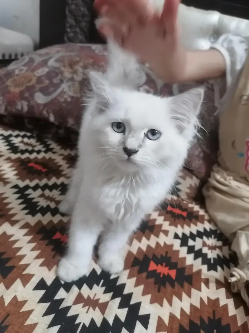 beautiful cat available — photo 5