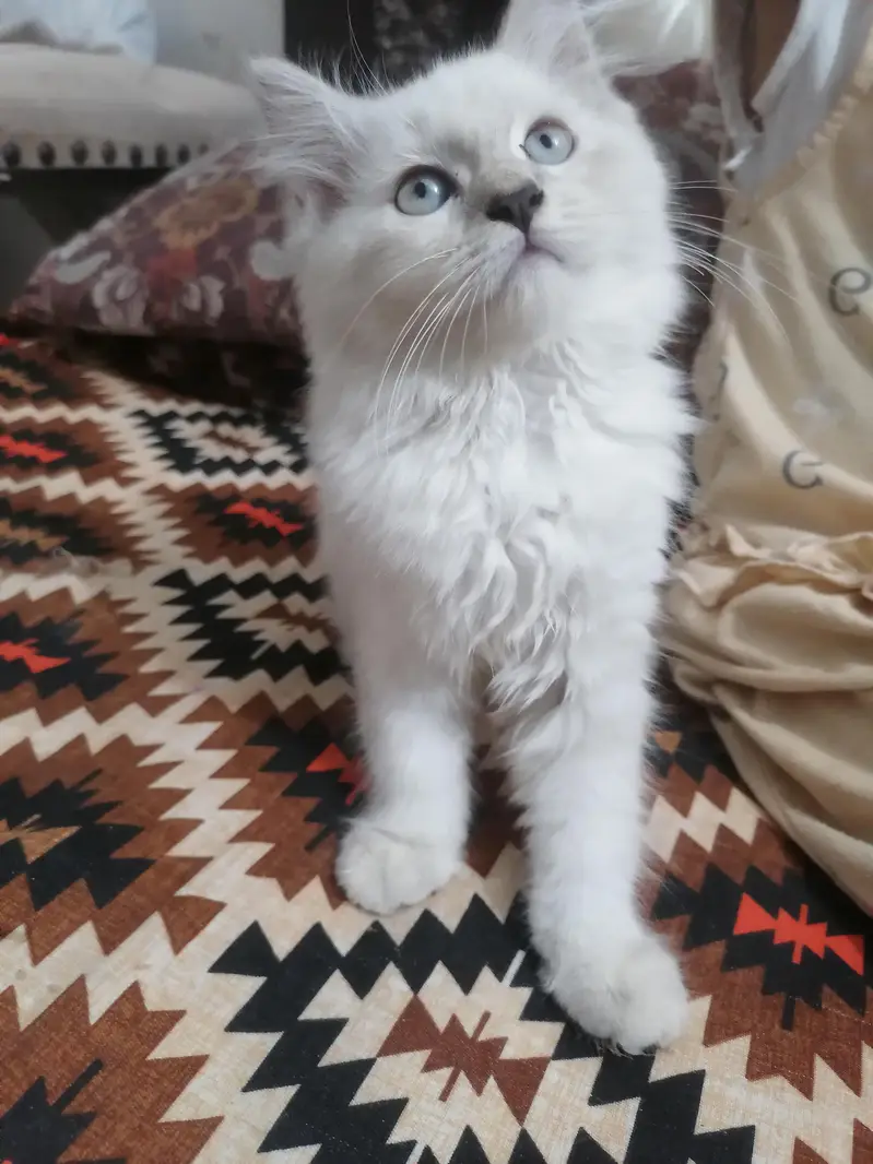 beautiful cat available — photo 6