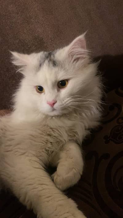 clingy Male Persian Cat