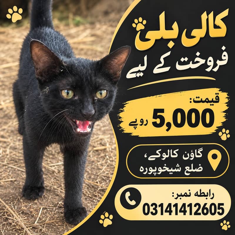 کالی بلی فروخت کے لیے 0