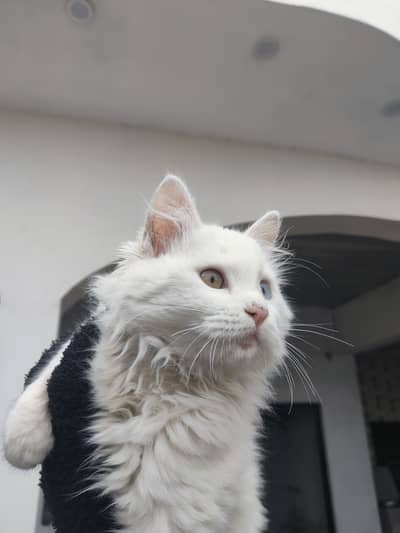 Persian triple coat for adoption