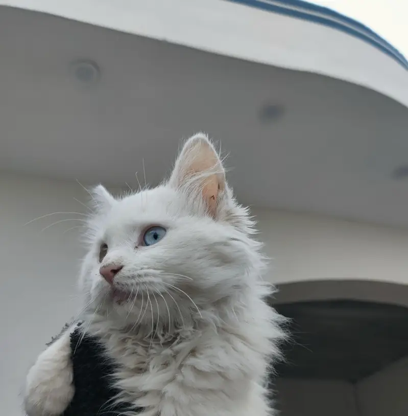 Persian triple coat for adoption — photo 3