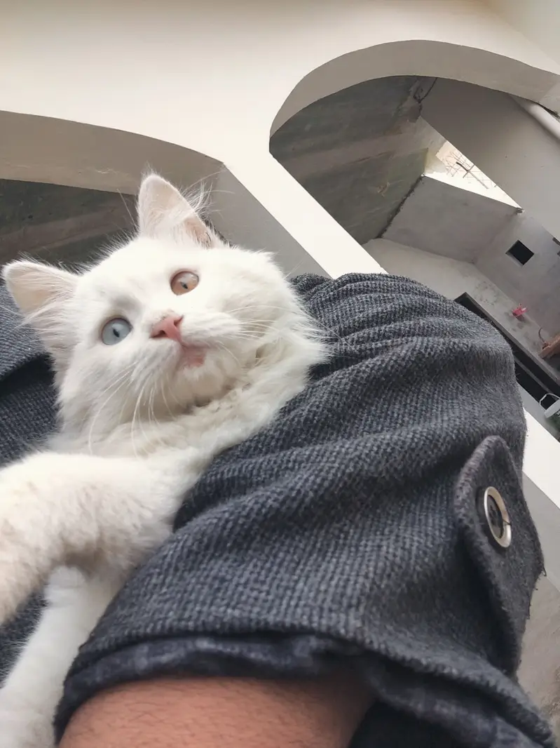 Persian triple coat for adoption — photo 4