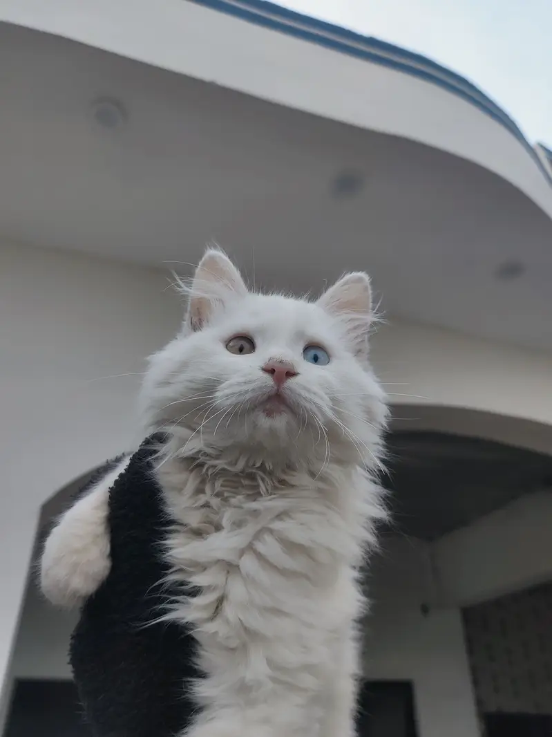 Persian triple coat for adoption — photo 6