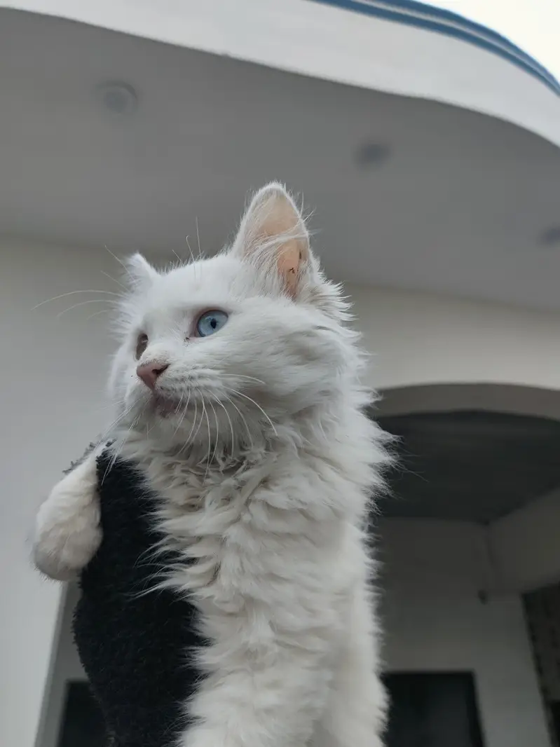 Persian triple coat for adoption — photo 7