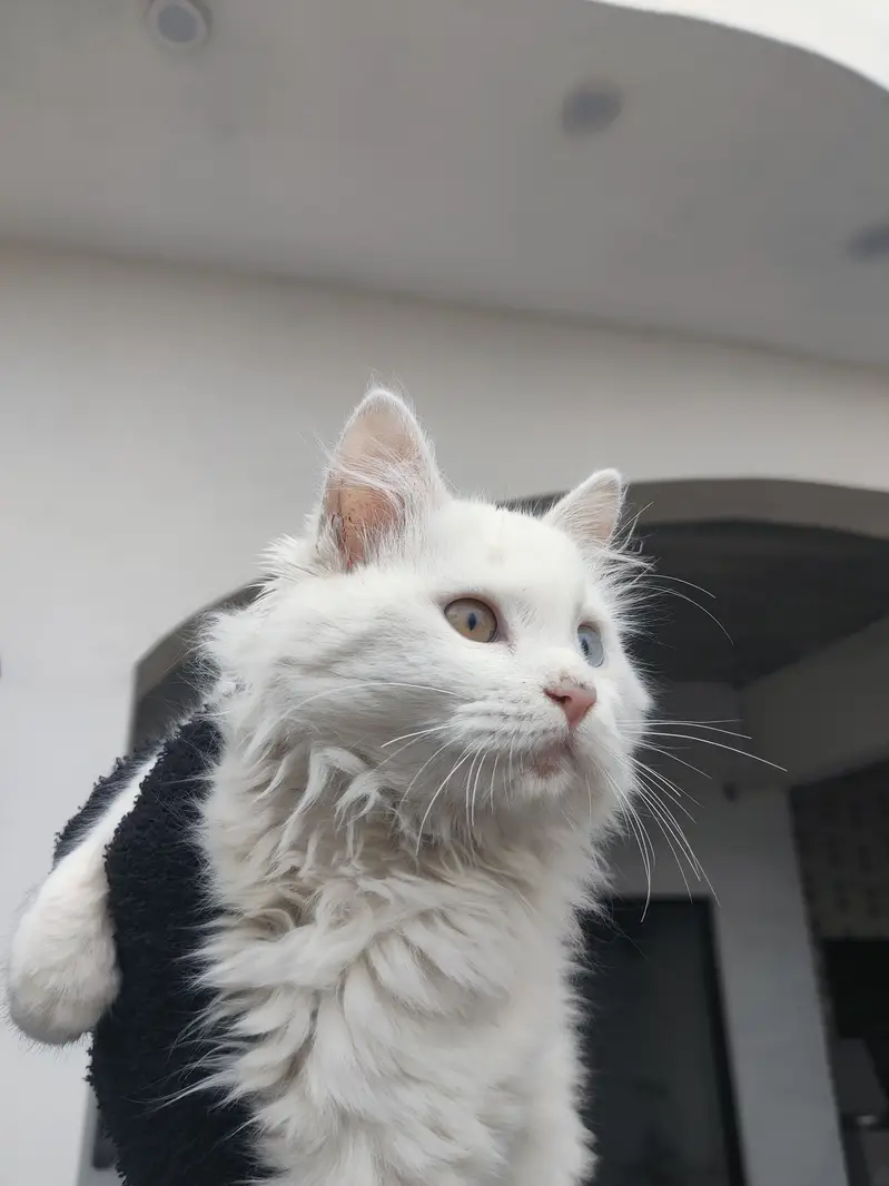Persian triple coat for adoption — photo 8
