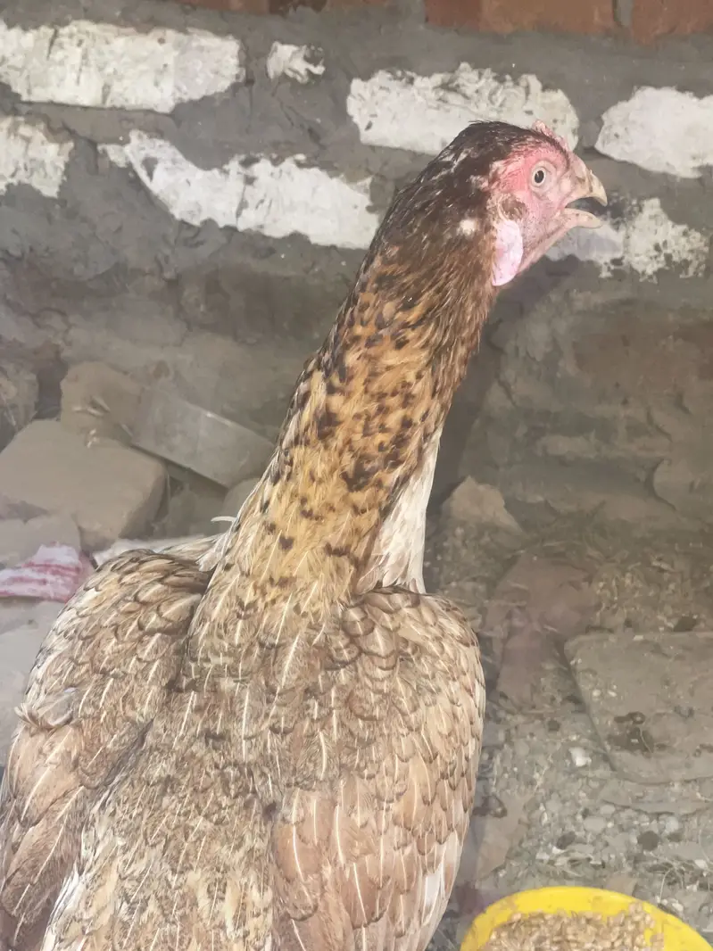 Aseel morga or morga — photo 2