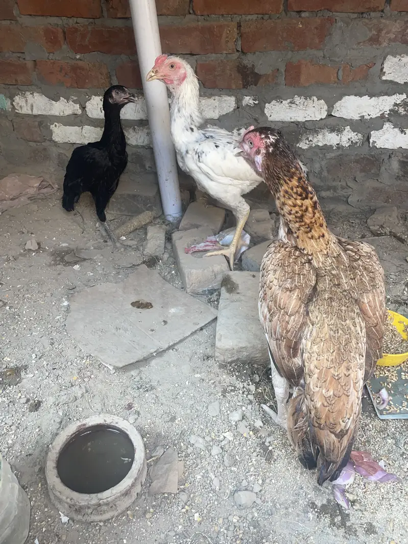 Aseel morga or morga — photo 5