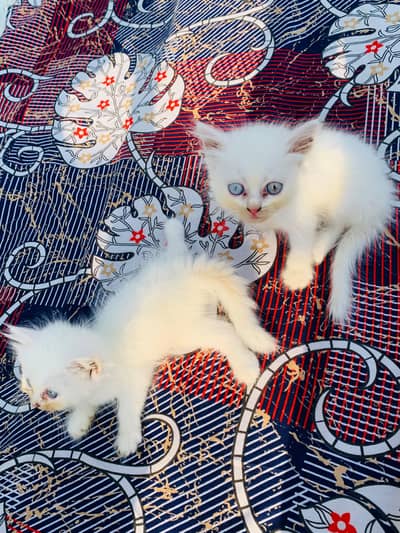 Persian kittens
