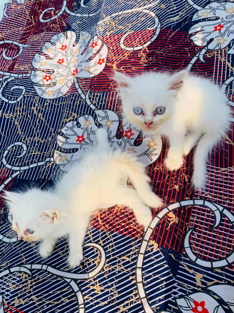 Persian kittens 0