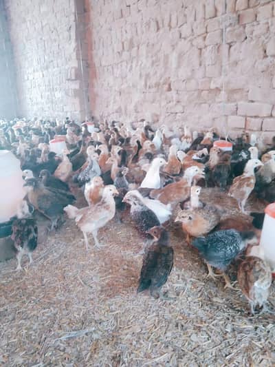 Golden Desi Choozay – Healthy & Good Condition