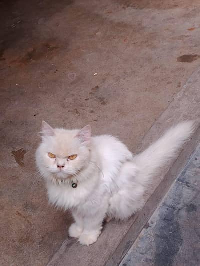 Cat Sale