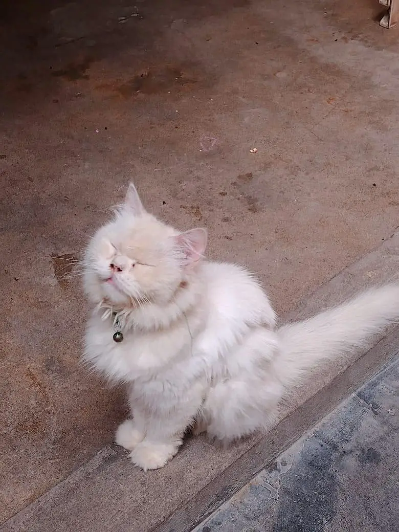 Cat Sale — photo 2