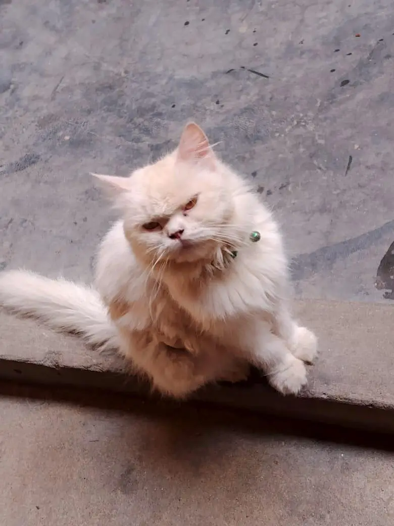 Cat Sale — photo 3