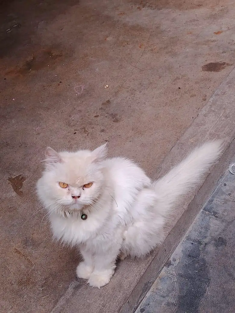 Cat Sale — photo 4