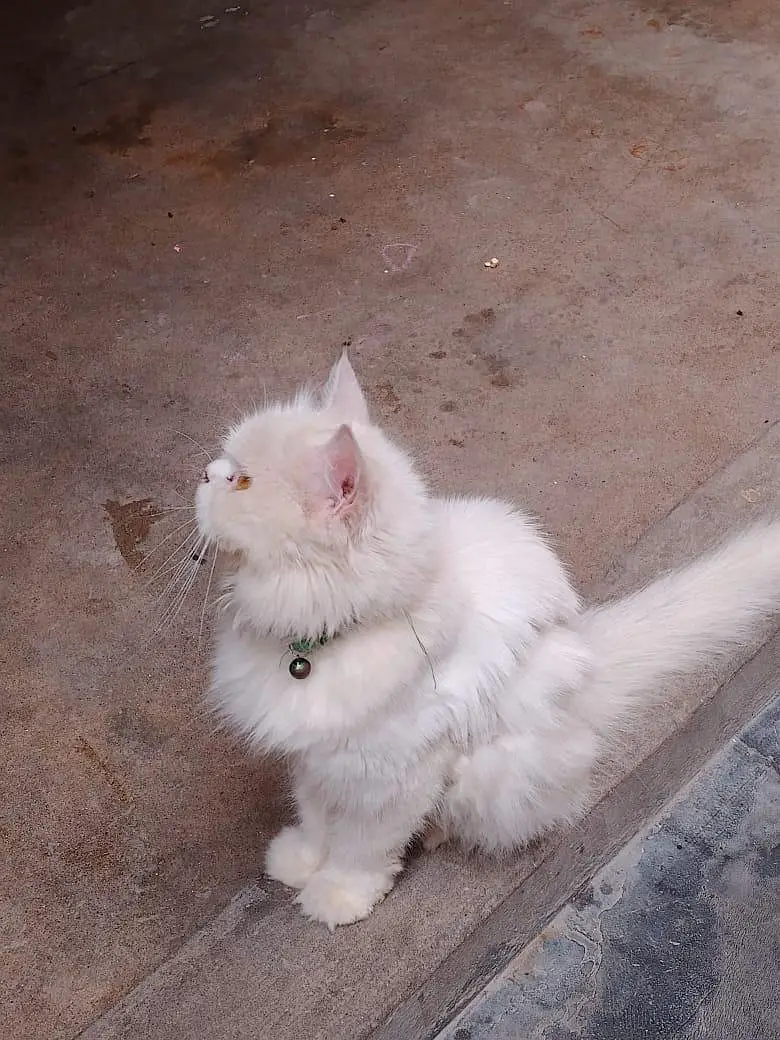 Cat Sale — photo 5