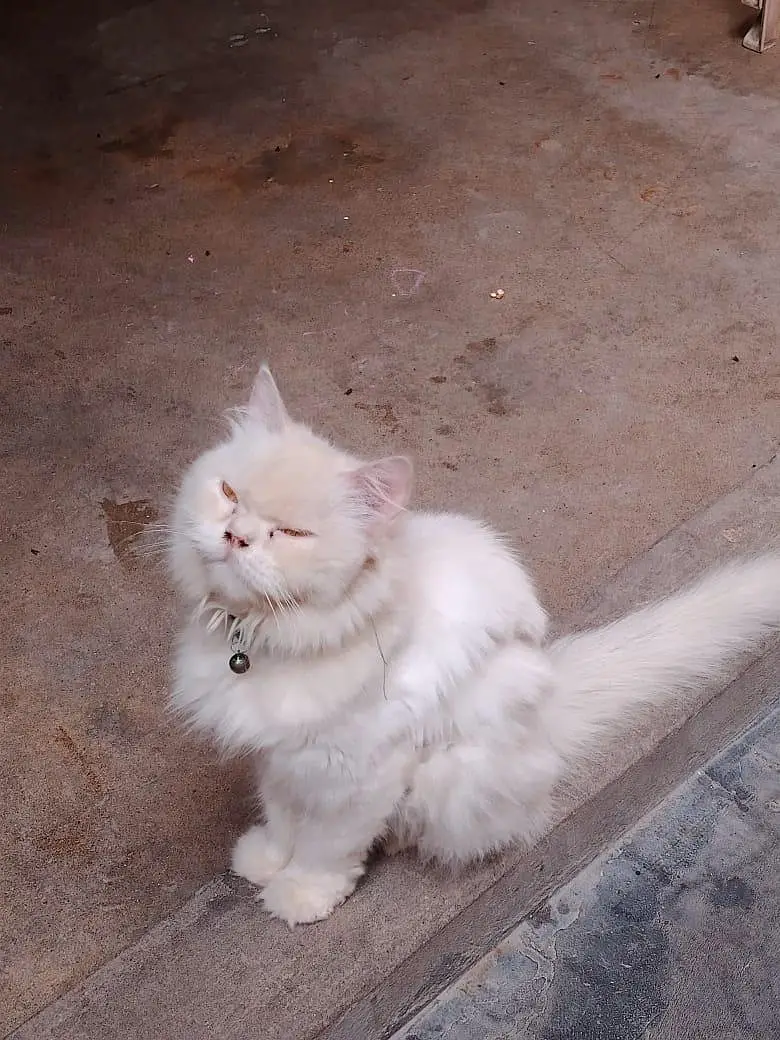Cat Sale — photo 6
