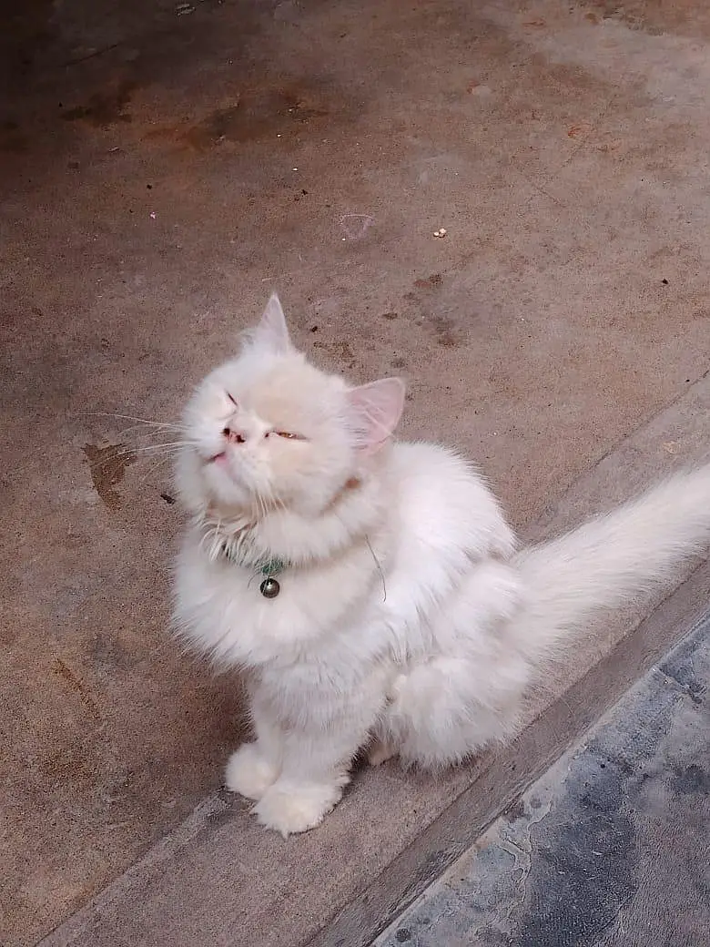 Cat Sale — photo 7
