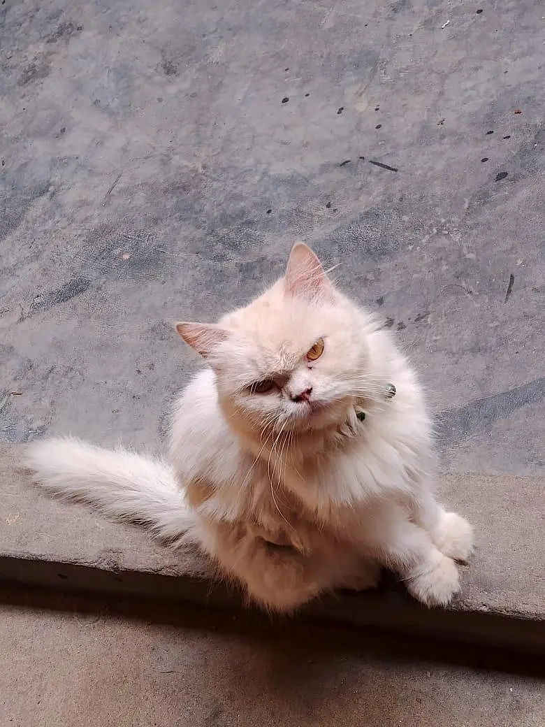 Cat Sale — photo 8