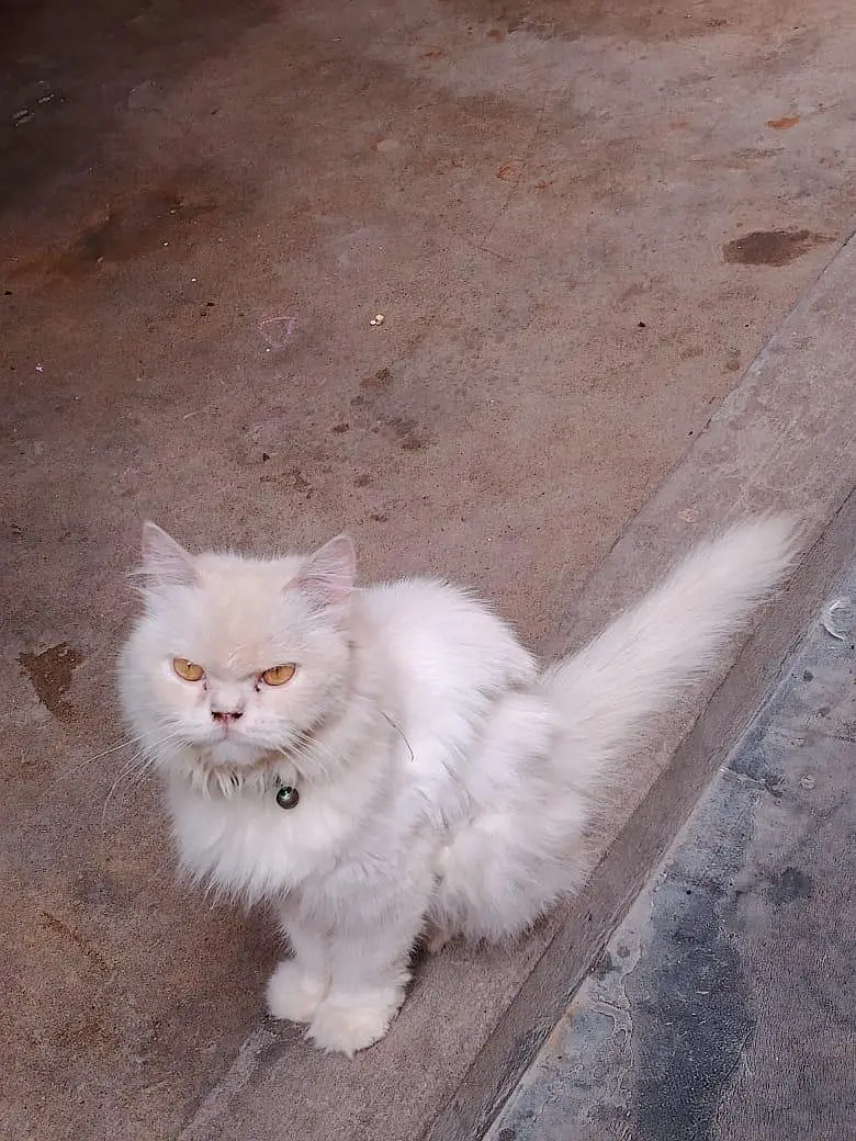 Cat Sale — photo 9