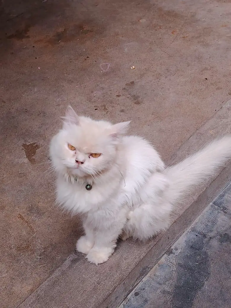 Cat Sale — photo 10
