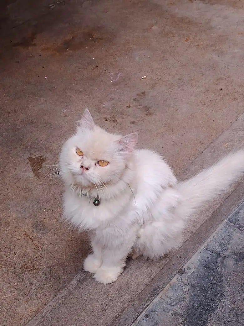 Cat Sale — photo 11