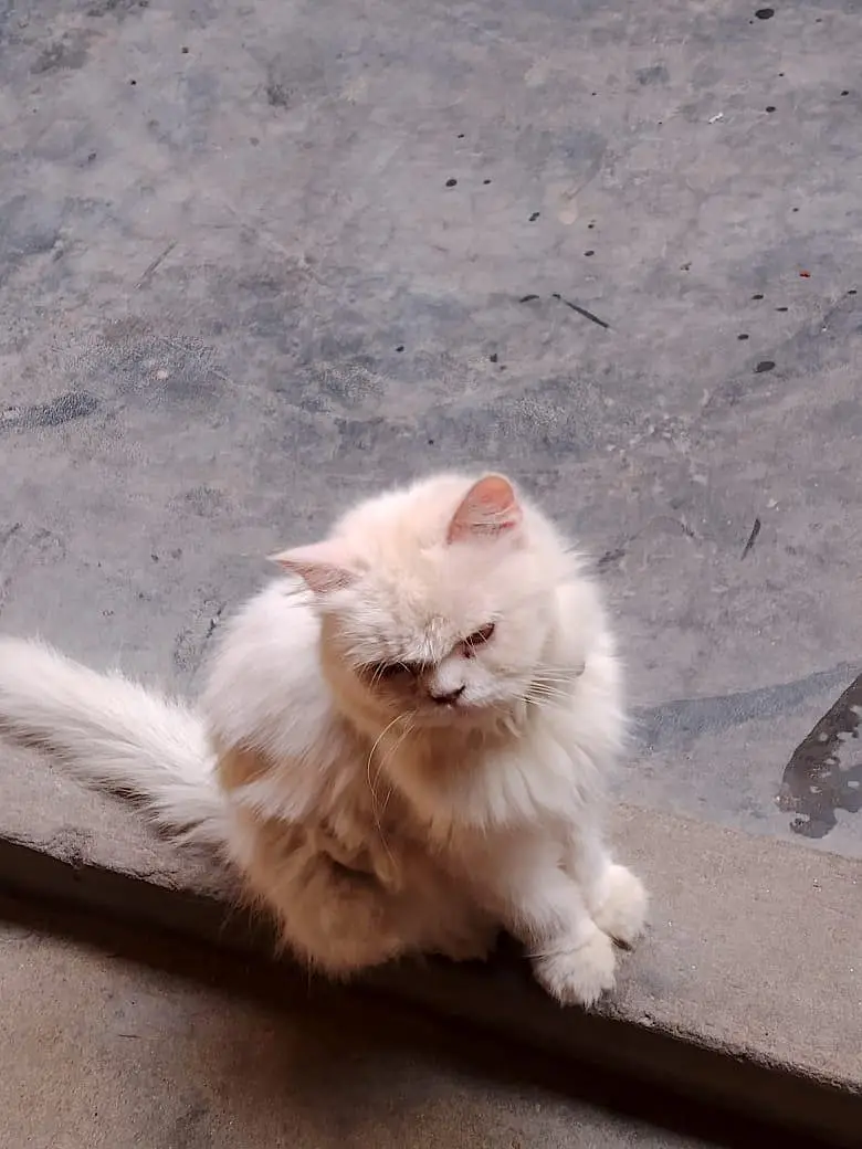 Cat Sale — photo 12