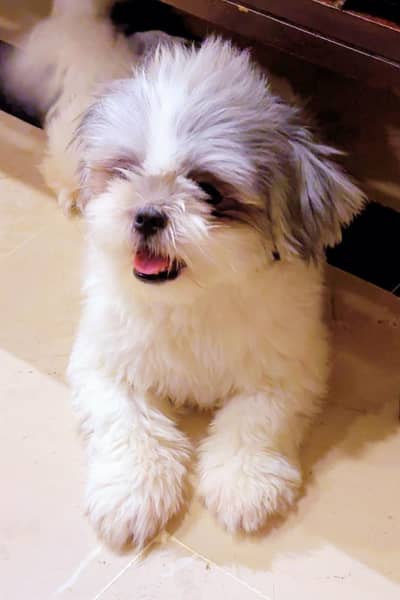 SHIHTZU DOG PAIR FOR SALE | VACCINATED | HEALTHY & DEWORMED