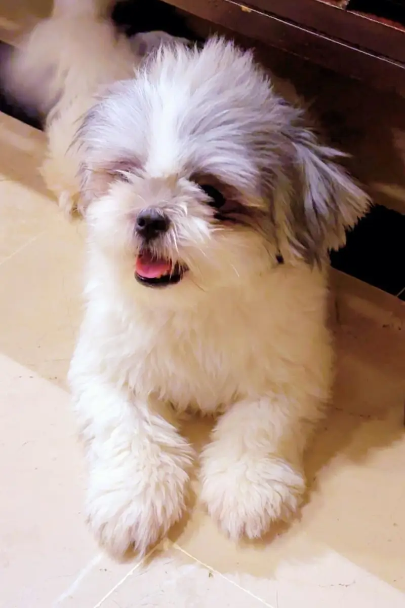 SHIHTZU DOG PAIR FOR SALE | VACCINATED | HEALTHY & DEWORMED