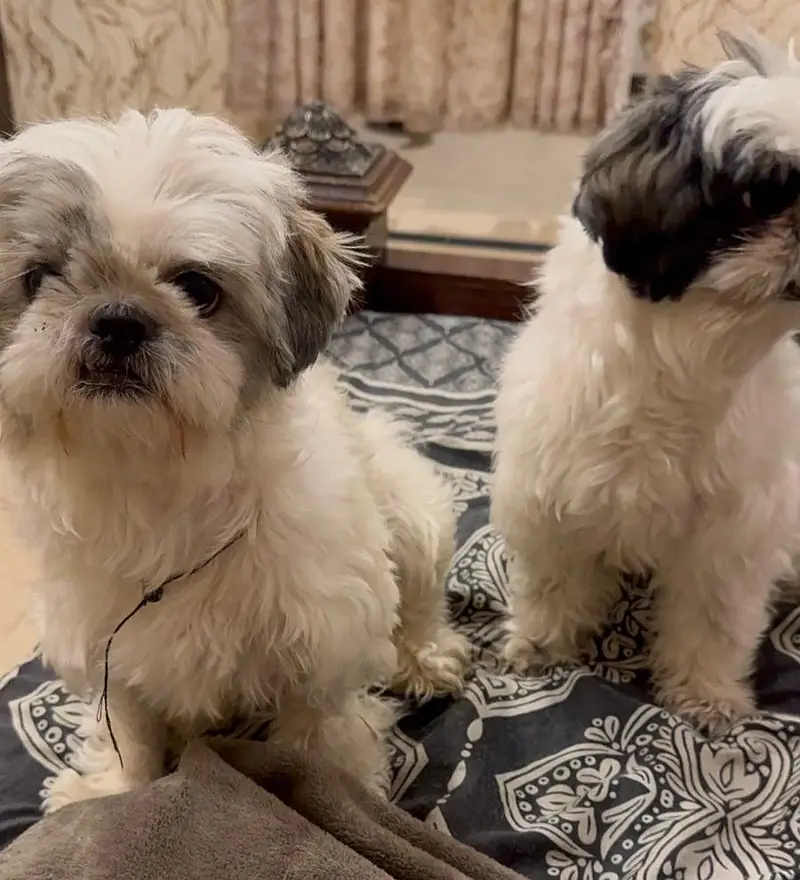 SHIHTZU DOG PAIR FOR SALE | VACCINATED | HEALTHY & DEWORMED — photo 2