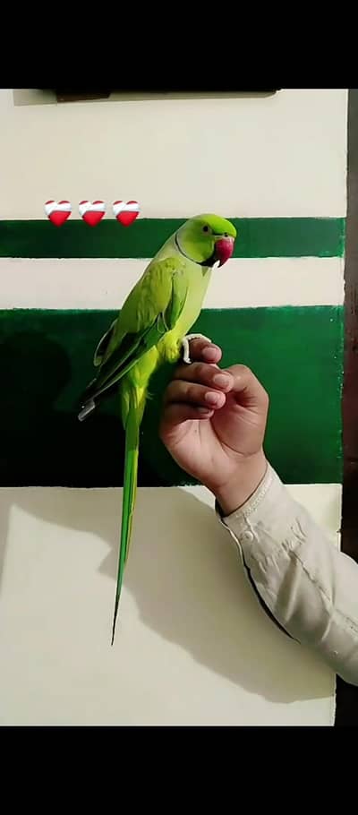 hand tame parrot available ha
