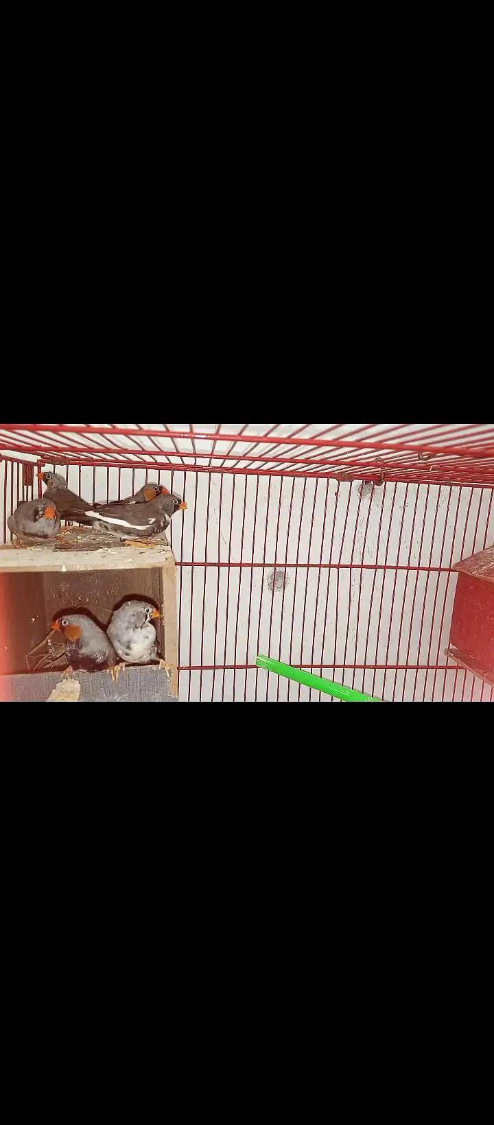 hand tame parrot available ha — photo 4