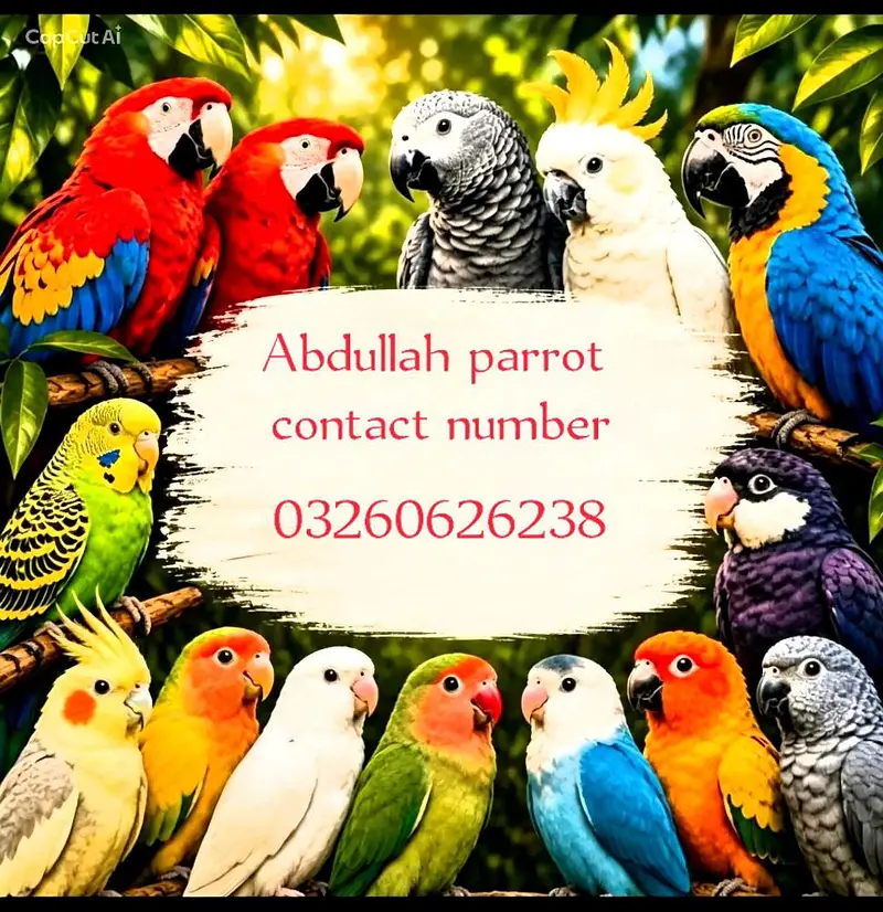 hand tame parrot available ha — photo 5