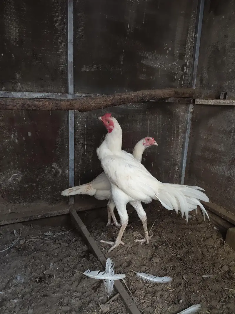 Pure White Heera Aseel — photo 2