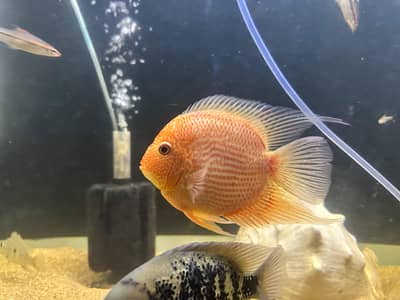 Exotic Fish for Sale – Flagtail, Severum & More | Fish