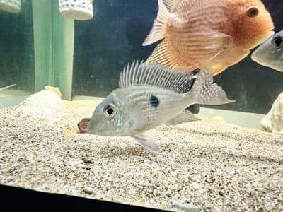 Exotic Fish for Sale (fishes) |High quality Fish