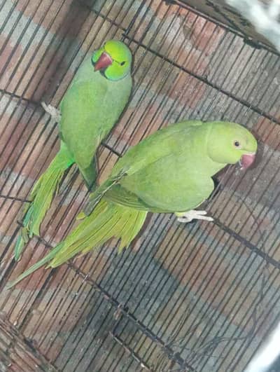 Ringneck breeder pair