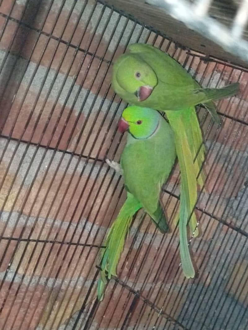 Ringneck breeder pair 1
