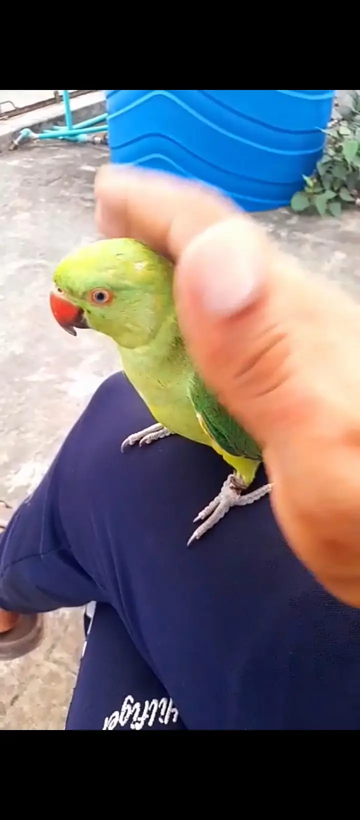 hand tame parrot available ha — photo 2