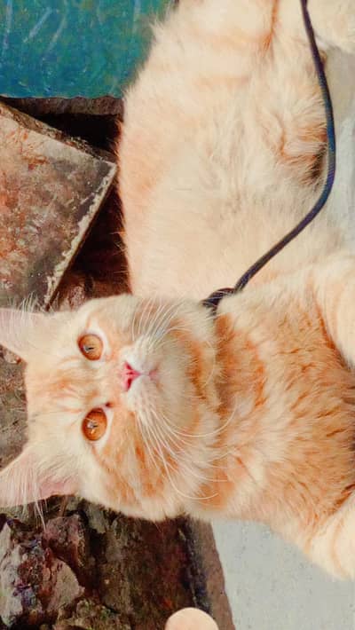 persian cute cat for sale 03120034030
