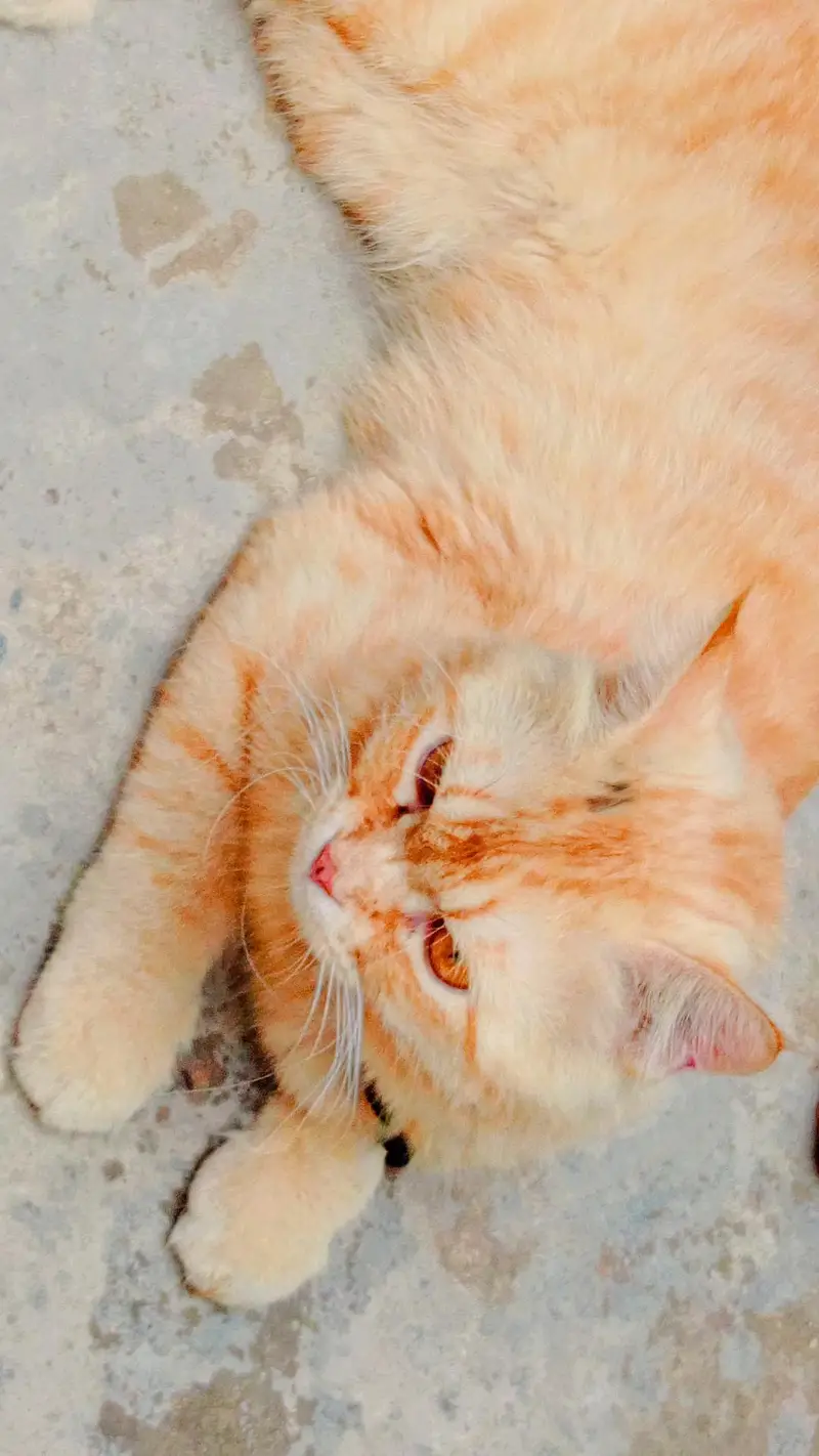 persian cute cat for sale 03120034030 — photo 2