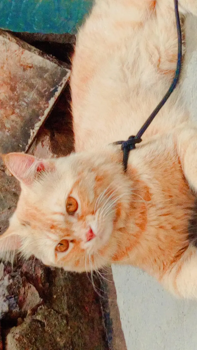 persian cute cat for sale 03120034030 — photo 3