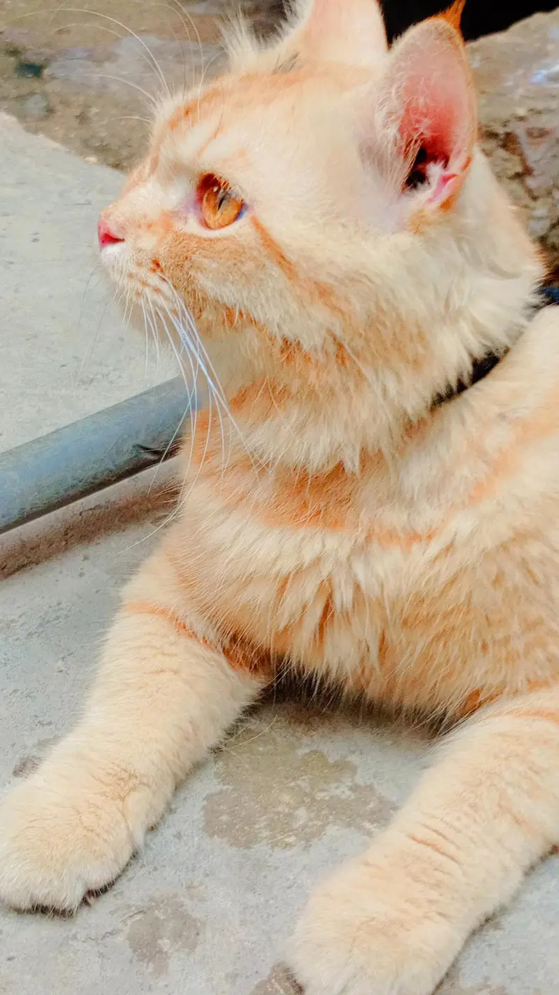 persian cute cat for sale 03120034030 — photo 4