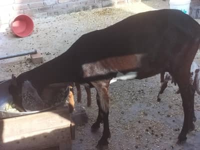 desi bakri
