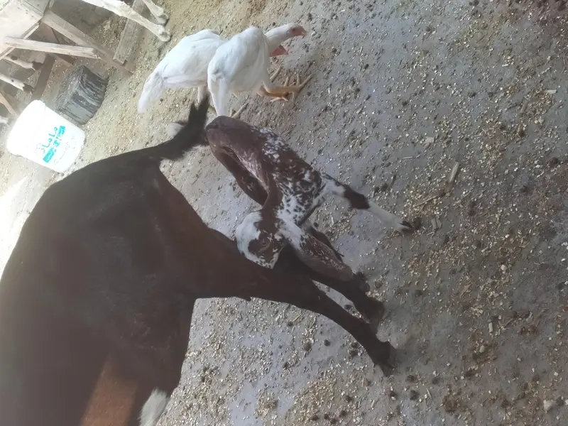 desi bakri — photo 2